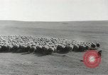 Standbild Herde von Schafen Alberta Kanada, 1943, aus Sekunde 16 historischem Filmmaterial Videoclip 65675058480