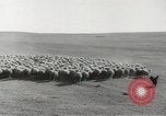 Standbild Herde von Schafen Alberta Kanada, 1943, aus Sekunde 17 historischem Filmmaterial Videoclip 65675058480