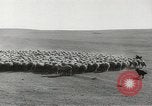 Standbild Herde von Schafen Alberta Kanada, 1943, aus Sekunde 18 historischem Filmmaterial Videoclip 65675058480