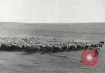 Standbild Herde von Schafen Alberta Kanada, 1943, aus Sekunde 19 historischem Filmmaterial Videoclip 65675058480