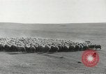 Standbild Herde von Schafen Alberta Kanada, 1943, aus Sekunde 20 historischem Filmmaterial Videoclip 65675058480