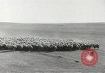 Standbild Herde von Schafen Alberta Kanada, 1943, aus Sekunde 21 historischem Filmmaterial Videoclip 65675058480