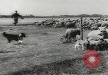 Standbild Herde von Schafen Alberta Kanada, 1943, aus Sekunde 22 historischem Filmmaterial Videoclip 65675058480