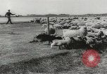 Standbild Herde von Schafen Alberta Kanada, 1943, aus Sekunde 23 historischem Filmmaterial Videoclip 65675058480