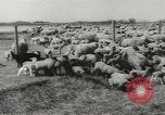Standbild Herde von Schafen Alberta Kanada, 1943, aus Sekunde 24 historischem Filmmaterial Videoclip 65675058480