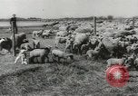 Standbild Herde von Schafen Alberta Kanada, 1943, aus Sekunde 25 historischem Filmmaterial Videoclip 65675058480