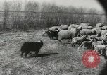 Standbild Herde von Schafen Alberta Kanada, 1943, aus Sekunde 26 historischem Filmmaterial Videoclip 65675058480