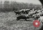 Standbild Herde von Schafen Alberta Kanada, 1943, aus Sekunde 27 historischem Filmmaterial Videoclip 65675058480