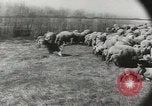 Standbild Herde von Schafen Alberta Kanada, 1943, aus Sekunde 28 historischem Filmmaterial Videoclip 65675058480