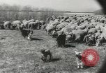 Standbild Herde von Schafen Alberta Kanada, 1943, aus Sekunde 29 historischem Filmmaterial Videoclip 65675058480