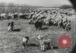 Standbild Herde von Schafen Alberta Kanada, 1943, aus Sekunde 30 historischem Filmmaterial Videoclip 65675058480