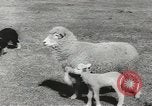 Standbild Herde von Schafen Alberta Kanada, 1943, aus Sekunde 31 historischem Filmmaterial Videoclip 65675058480