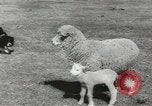 Standbild Herde von Schafen Alberta Kanada, 1943, aus Sekunde 32 historischem Filmmaterial Videoclip 65675058480