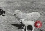 Standbild Herde von Schafen Alberta Kanada, 1943, aus Sekunde 33 historischem Filmmaterial Videoclip 65675058480