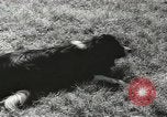 Standbild Herde von Schafen Alberta Kanada, 1943, aus Sekunde 34 historischem Filmmaterial Videoclip 65675058480
