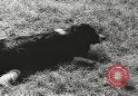 Standbild Herde von Schafen Alberta Kanada, 1943, aus Sekunde 36 historischem Filmmaterial Videoclip 65675058480