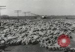 Standbild Herde von Schafen Alberta Kanada, 1943, aus Sekunde 45 historischem Filmmaterial Videoclip 65675058480