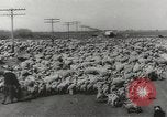 Standbild Herde von Schafen Alberta Kanada, 1943, aus Sekunde 46 historischem Filmmaterial Videoclip 65675058480