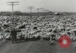 Standbild Herde von Schafen Alberta Kanada, 1943, aus Sekunde 47 historischem Filmmaterial Videoclip 65675058480