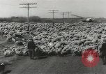 Standbild Herde von Schafen Alberta Kanada, 1943, aus Sekunde 48 historischem Filmmaterial Videoclip 65675058480
