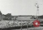 Standbild Herde von Schafen Alberta Kanada, 1943, aus Sekunde 49 historischem Filmmaterial Videoclip 65675058480
