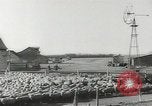 Standbild Herde von Schafen Alberta Kanada, 1943, aus Sekunde 50 historischem Filmmaterial Videoclip 65675058480