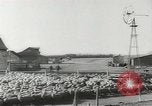 Standbild Herde von Schafen Alberta Kanada, 1943, aus Sekunde 51 historischem Filmmaterial Videoclip 65675058480
