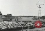 Standbild Herde von Schafen Alberta Kanada, 1943, aus Sekunde 52 historischem Filmmaterial Videoclip 65675058480