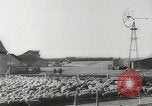Standbild Herde von Schafen Alberta Kanada, 1943, aus Sekunde 53 historischem Filmmaterial Videoclip 65675058480