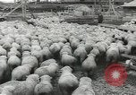 Standbild Herde von Schafen Alberta Kanada, 1943, aus Sekunde 54 historischem Filmmaterial Videoclip 65675058480