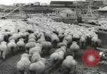 Standbild Herde von Schafen Alberta Kanada, 1943, aus Sekunde 55 historischem Filmmaterial Videoclip 65675058480