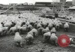 Standbild Herde von Schafen Alberta Kanada, 1943, aus Sekunde 56 historischem Filmmaterial Videoclip 65675058480