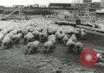 Standbild Herde von Schafen Alberta Kanada, 1943, aus Sekunde 57 historischem Filmmaterial Videoclip 65675058480