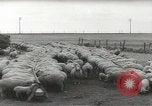 Standbild Herde von Schafen Alberta Kanada, 1943, aus Sekunde 58 historischem Filmmaterial Videoclip 65675058480