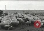 Standbild Herde von Schafen Alberta Kanada, 1943, aus Sekunde 59 historischem Filmmaterial Videoclip 65675058480