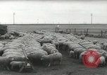 Standbild Herde von Schafen Alberta Kanada, 1943, aus Sekunde 60 historischem Filmmaterial Videoclip 65675058480