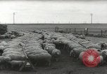 Standbild Herde von Schafen Alberta Kanada, 1943, aus Sekunde 61 historischem Filmmaterial Videoclip 65675058480