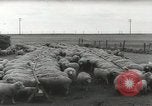Standbild Herde von Schafen Alberta Kanada, 1943, aus Sekunde 62 historischem Filmmaterial Videoclip 65675058480