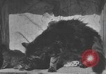 Standbild Mutter Katze und Wurf Kätzchen in einer Box United States USA, 1916, aus Sekunde 1 historischem Filmmaterial Videoclip 65675058507