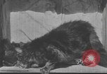 Standbild Mutter Katze und Wurf Kätzchen in einer Box United States USA, 1916, aus Sekunde 3 historischem Filmmaterial Videoclip 65675058507