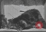 Standbild Mutter Katze und Wurf Kätzchen in einer Box United States USA, 1916, aus Sekunde 4 historischem Filmmaterial Videoclip 65675058507