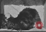 Standbild Mutter Katze und Wurf Kätzchen in einer Box United States USA, 1916, aus Sekunde 5 historischem Filmmaterial Videoclip 65675058507