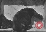 Standbild Mutter Katze und Wurf Kätzchen in einer Box United States USA, 1916, aus Sekunde 6 historischem Filmmaterial Videoclip 65675058507
