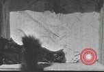 Standbild Mutter Katze und Wurf Kätzchen in einer Box United States USA, 1916, aus Sekunde 7 historischem Filmmaterial Videoclip 65675058507