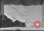 Standbild Mutter Katze und Wurf Kätzchen in einer Box United States USA, 1916, aus Sekunde 8 historischem Filmmaterial Videoclip 65675058507