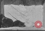 Standbild Mutter Katze und Wurf Kätzchen in einer Box United States USA, 1916, aus Sekunde 9 historischem Filmmaterial Videoclip 65675058507