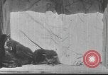 Standbild Mutter Katze und Wurf Kätzchen in einer Box United States USA, 1916, aus Sekunde 11 historischem Filmmaterial Videoclip 65675058507