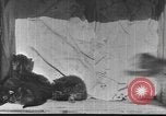 Standbild Mutter Katze und Wurf Kätzchen in einer Box United States USA, 1916, aus Sekunde 13 historischem Filmmaterial Videoclip 65675058507