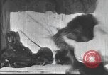 Standbild Mutter Katze und Wurf Kätzchen in einer Box United States USA, 1916, aus Sekunde 14 historischem Filmmaterial Videoclip 65675058507