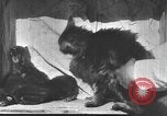 Standbild Mutter Katze und Wurf Kätzchen in einer Box United States USA, 1916, aus Sekunde 15 historischem Filmmaterial Videoclip 65675058507